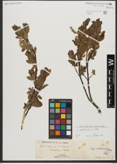 Foto von Salix waldsteiniana Willd.